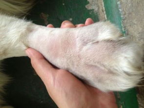 小猫打消炎针多少钱