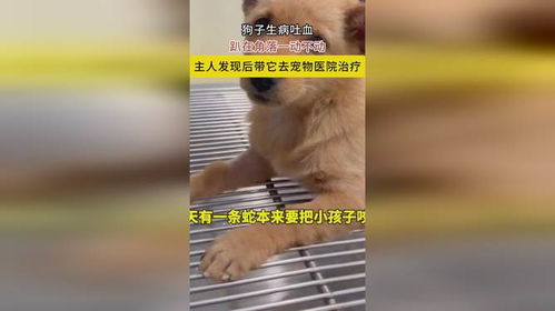 宠物猫狗有病怎么发现