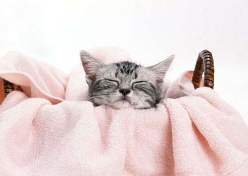 宠物猫怎么驱虫好