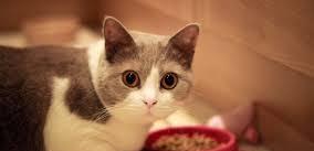 宠物猫怎么脱敏
