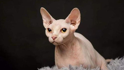 宠物猫怎么老是脱毛