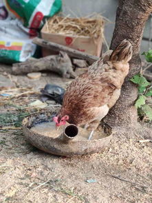 回农村宠物猫怎么养活