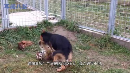 当虎遇到宠物狗会怎么样