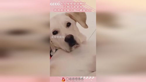 宠物狗被拴住了怎么办啊