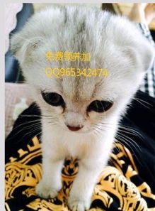 傻乎乎宠物猫怎么养的