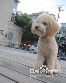宠物狗得巴贝斯虫怎么治