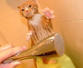 宠物狗猫沐浴露怎么用好