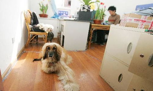 宠物狗怎么进汽车站接人