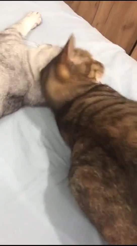 宠物猫枕头怎么做