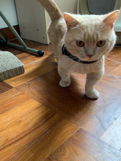 飞机怎么托运宠物猫