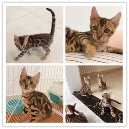 卖宠物猫怎么送货