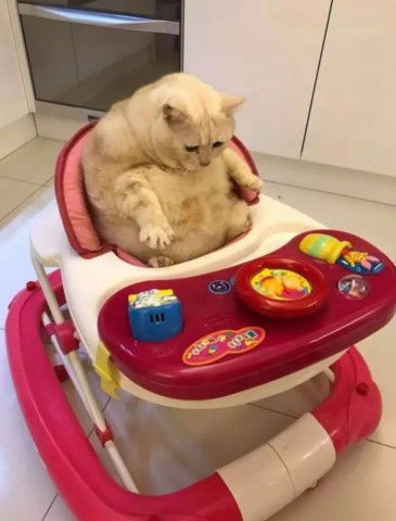 怎么买儿童宠物猫