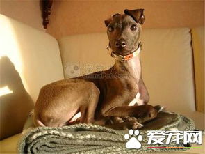灵缇幼犬多少钱一只