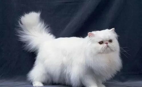宠物猫怎么容易胖