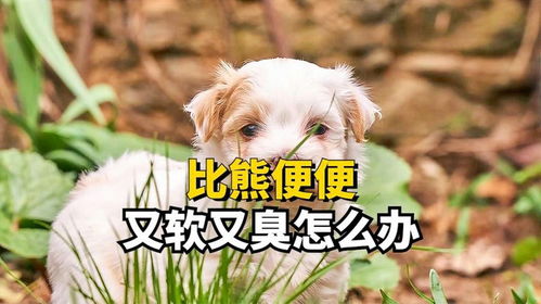 宠物狗便便太臭怎么办啊
