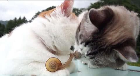 不挠的宠物猫怎么养的好