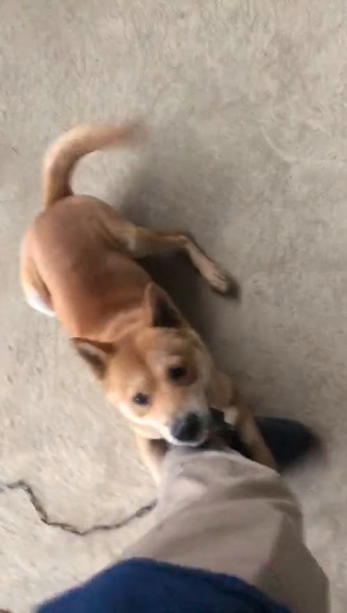 捡回家的宠物狗怎么养好