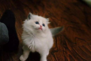 宠物猫打仗流浪猫怎么处理