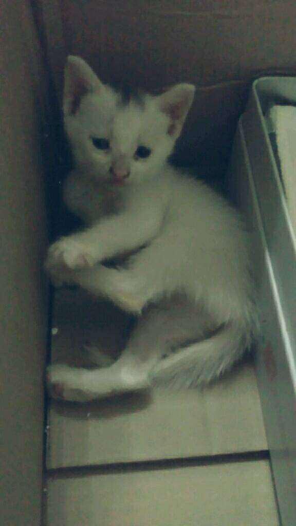 怎么让猫知道是宠物猫