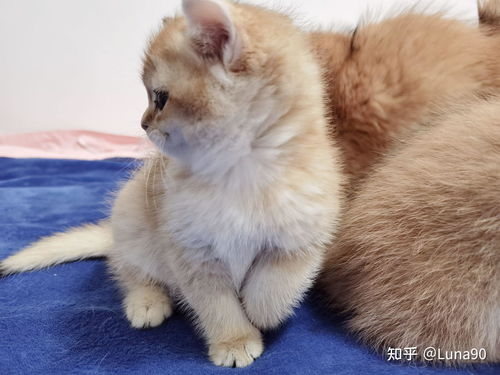 养宠物猫怎么买
