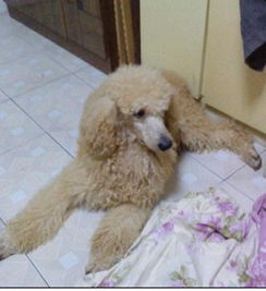 标准贵宾犬多少钱