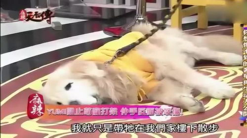 两个宠物狗打架怎么办