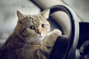 怎么防止宠物猫晕车