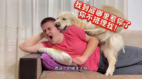 主人不理宠物狗怎么办呢