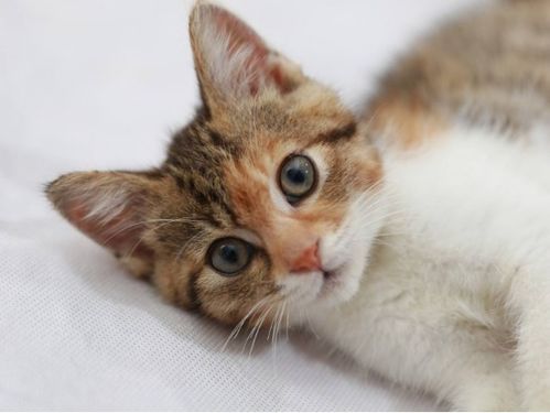 宠物猫该怎么驯养好