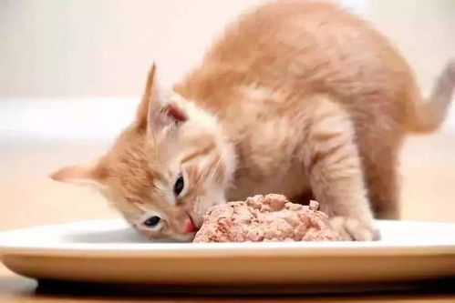 小猫吃猫粮要吃多少