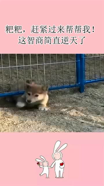 宠物狗怎么拉粑粑快一点