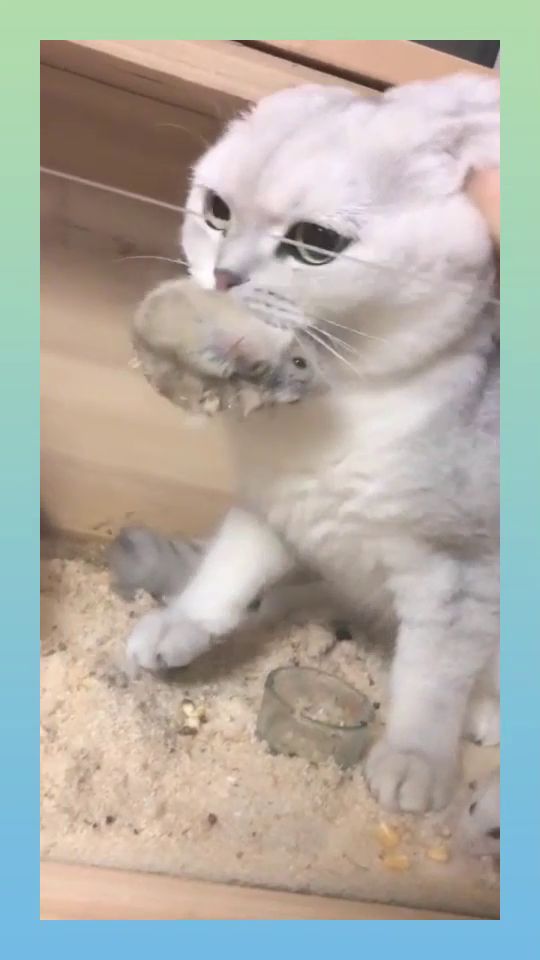 宠物猫怎么那么没用