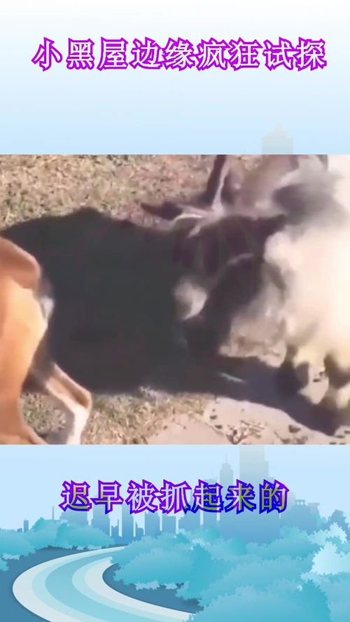 宠物狗拉粑粑怎么弄干净