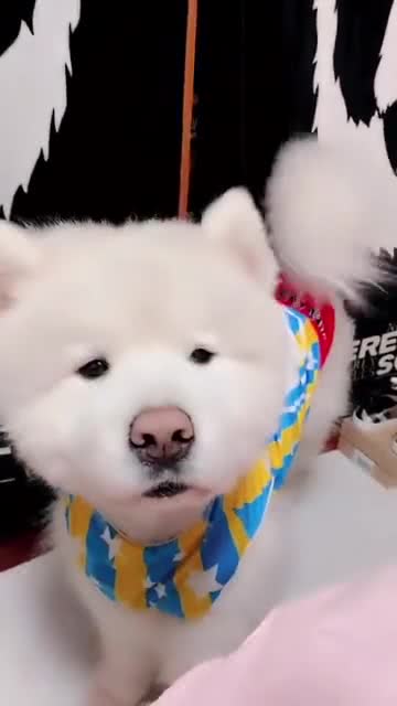 怎么让宠物狗对你叫出声
