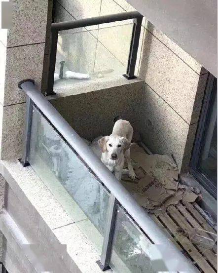 怎么在阳台上养宠物狗呢