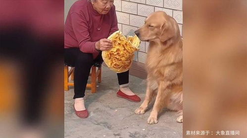 宠物狗零食怎么吃好吃