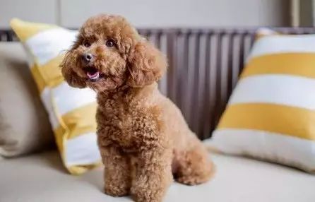 狗狗美容一次多少钱