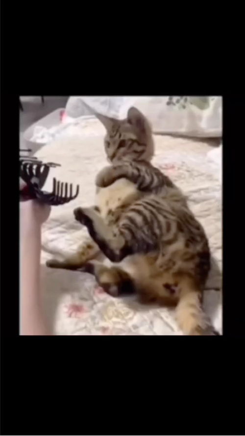 奇葩宠物猫怎么画