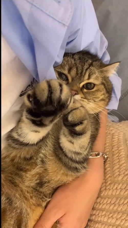怎么吸引宠物猫回来