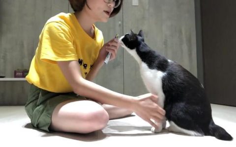 宠物猫怎么教才乖