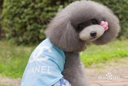 宠物猫狗衣服怎么做好看