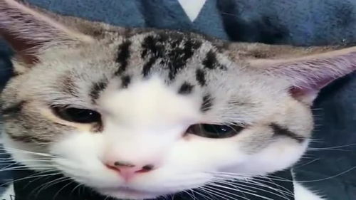 宠物猫绝育怎么做