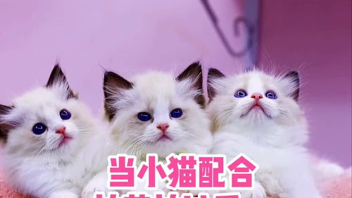 宠物猫怎么听话