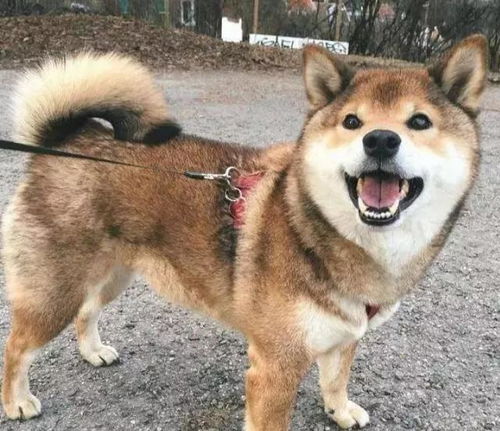 宠物狗怎么选柴犬品种好