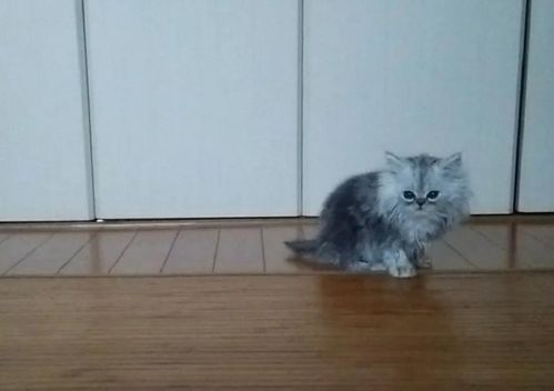 宠物猫怎么从小养大