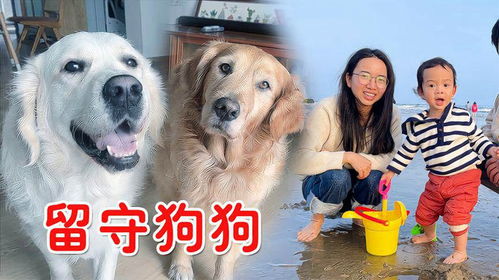 当宠物狗回老家怎么办