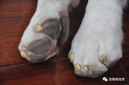 宠物狗指甲白怎么回事儿