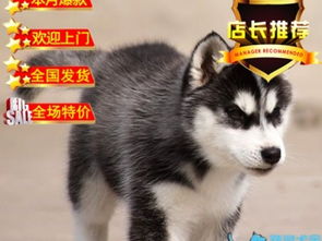 仿真小宠物狗怎么做好看