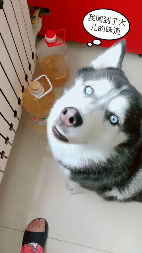宠物狗都很傻怎么办啊