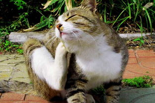 宠物狗猫皮肤病怎么治